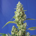 Gorilla Girl XL Auto - SWEET SEEDS