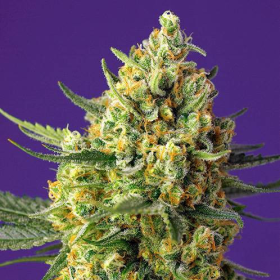 Crystal Candy XL Auto - SWEET SEEDS | TanieSianie.pl