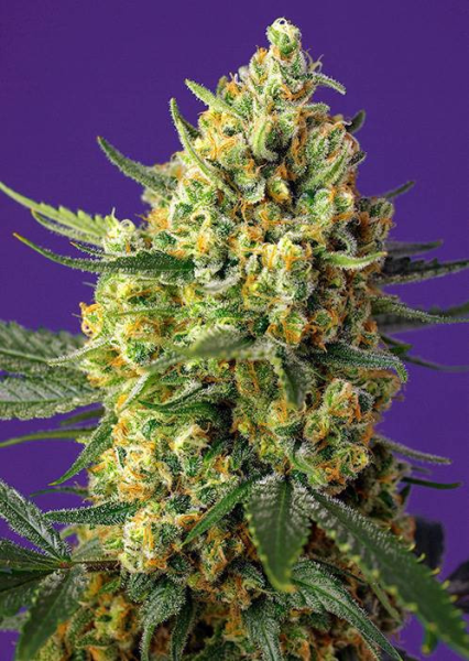 Crystal Candy XL Auto - SWEET SEEDS | TanieSianie.pl