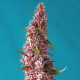 Red Pure Auto CBD - SWEET SEEDS | TanieSianie.pl