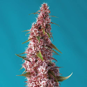 Red Pure Auto CBD - SWEET SEEDS | TanieSianie.pl