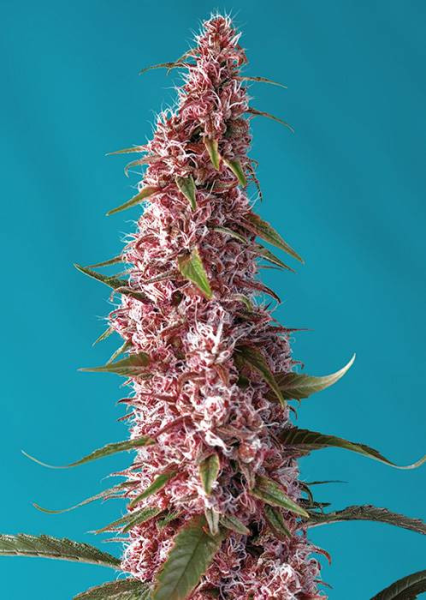 Red Pure Auto CBD - SWEET SEEDS | TanieSianie.pl