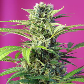 Chem Beyond Diesel CBD - SWEET SEEDS | TanieSianie.pl