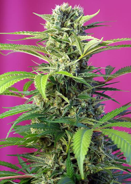 Chem Beyond Diesel CBD - SWEET SEEDS | TanieSianie.pl