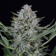 Cookies Autoflowering - DINAFEM | TanieSianie.pl