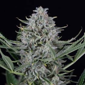 Cookies Autoflowering - DINAFEM | TanieSianie.pl