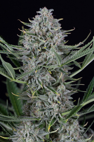 Cookies Autoflowering - DINAFEM | TanieSianie.pl