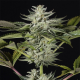 Ocean Grown Cookies - DINAFEM | TanieSianie.pl