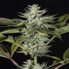 Ocean Grown Cookies - DINAFEM | TanieSianie.pl