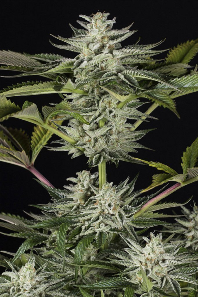 Ocean Grown Cookies - DINAFEM | TanieSianie.pl