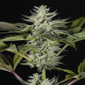 Ocean Grown Cookies - DINAFEM