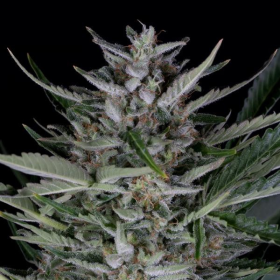 Gorilla Autoflowering - DINAFEM | TanieSianie.pl