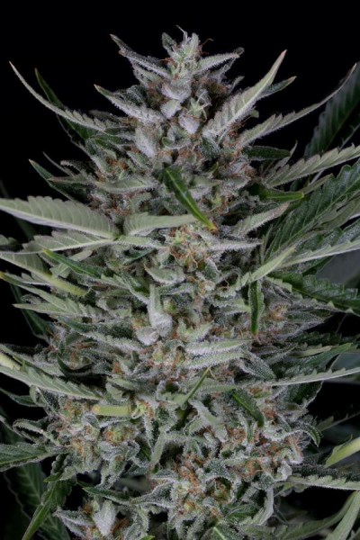 Gorilla Autoflowering - DINAFEM | TanieSianie.pl