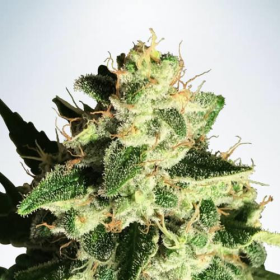 Auto God's Glue - MINISTRY OF CANNABIS | TanieSianie.pl