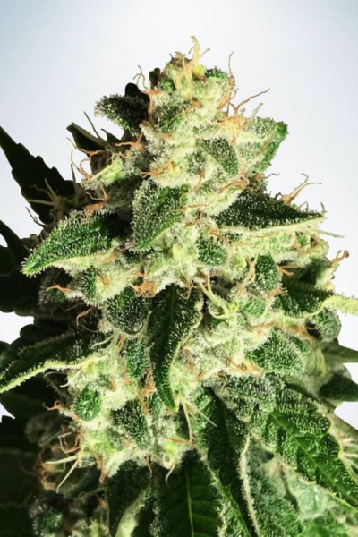 Auto God's Glue - MINISTRY OF CANNABIS | TanieSianie.pl