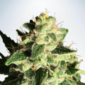 Auto God's Glue - MINISTRY OF CANNABIS
