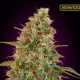 Auto Zkittlez - ADVANCED SEEDS | TanieSianie.pl