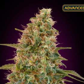 Auto Zkittlez - ADVANCED SEEDS | TanieSianie.pl