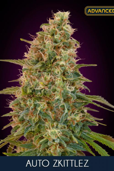 Auto Zkittlez - ADVANCED SEEDS | TanieSianie.pl