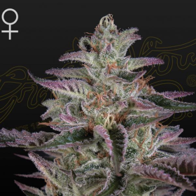 Banana Krumble - GREEN HOUSE SEEDS | TanieSianie.pl