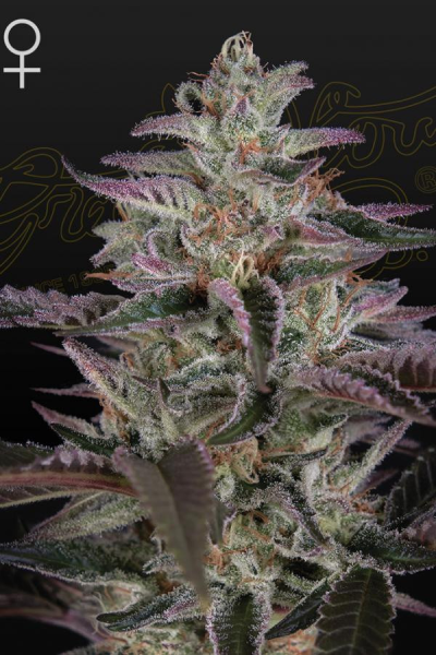 Banana Krumble - GREEN HOUSE SEEDS | TanieSianie.pl