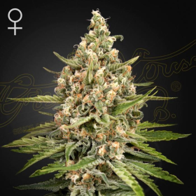 Bubba Slush - GREEN HOUSE SEEDS | TanieSianie.pl