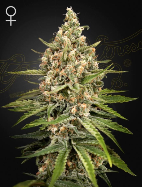 Bubba Slush - GREEN HOUSE SEEDS | TanieSianie.pl