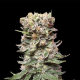 CBD Cake - KALASHNIKOV SEEDS | TanieSianie.pl