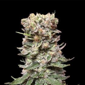 CBD Cake - KALASHNIKOV SEEDS | TanieSianie.pl