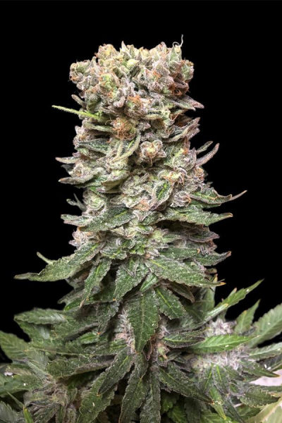 CBD Cake - KALASHNIKOV SEEDS | TanieSianie.pl