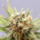 GSC - KANNABIA SEED | TanieSianie.pl