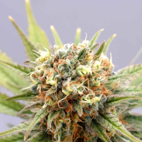 GSC - KANNABIA SEED | TanieSianie.pl