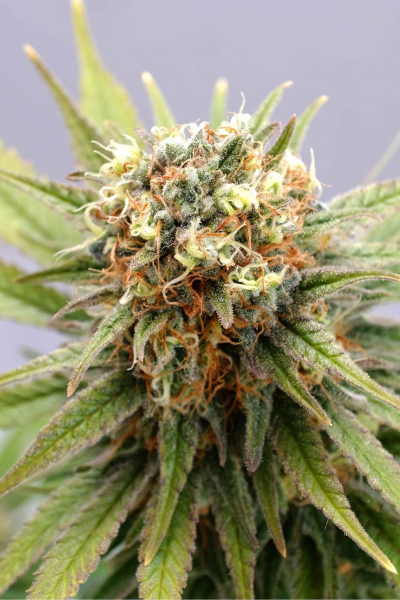 GSC - KANNABIA SEED | TanieSianie.pl