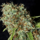 Jamaican Dream CBD - EVA SEEDS | TanieSianie.pl