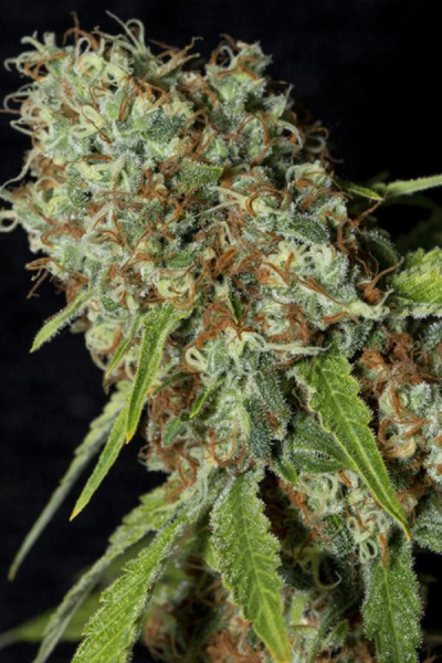 Jamaican Dream CBD - EVA SEEDS | TanieSianie.pl