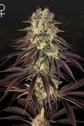 Kong's Krush - GREEN HOUSE SEEDS | TanieSianie.pl