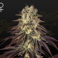 Kong's Krush - GREEN HOUSE SEEDS