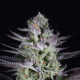 Blueberry Cookies - DINAFEM | TanieSianie.pl