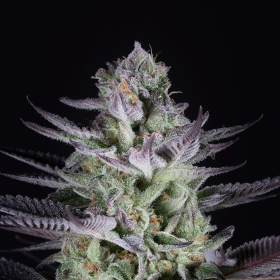 Blueberry Cookies - DINAFEM | TanieSianie.pl