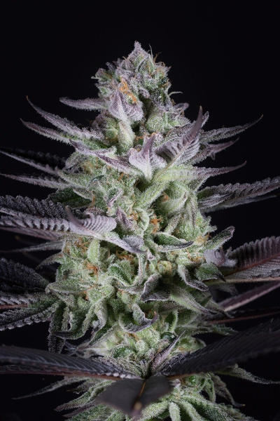 Blueberry Cookies - DINAFEM | TanieSianie.pl