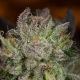 Blueberry Cookies - DINAFEM | TanieSianie.pl