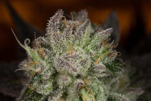 Blueberry Cookies - DINAFEM | TanieSianie.pl
