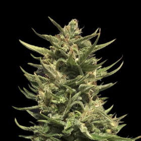 Kuban Doctor - KALASHNIKOV SEEDS | TanieSianie.pl