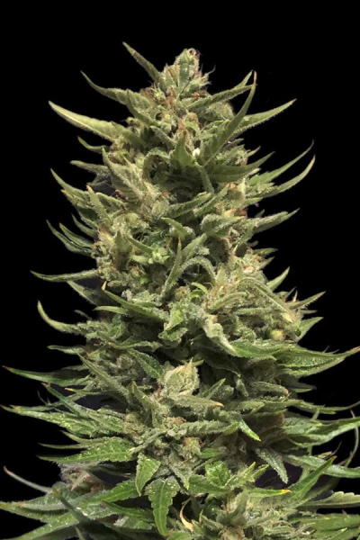Kuban Doctor - KALASHNIKOV SEEDS | TanieSianie.pl