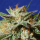 Gorilla Cookies - Original Sensible Seeds | TanieSianie.pl