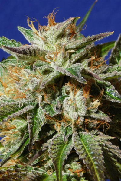 Gorilla Cookies - Original Sensible Seeds | TanieSianie.pl