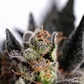 Lemon Haze Auto - KANNABIA SEED | TanieSianie.pl