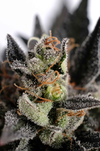 Lemon Haze Auto - KANNABIA SEED | TanieSianie.pl