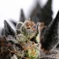 Lemon Haze Auto - KANNABIA SEED