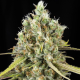 Lemon King - EVA SEEDS | TanieSianie.pl